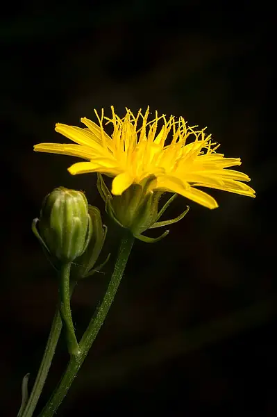 Dandelion Crepis