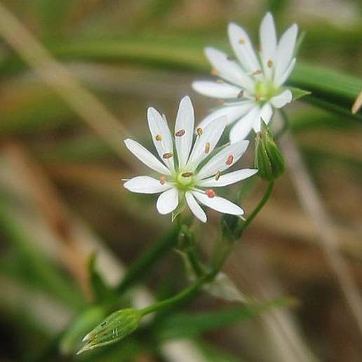 Common Starwort
