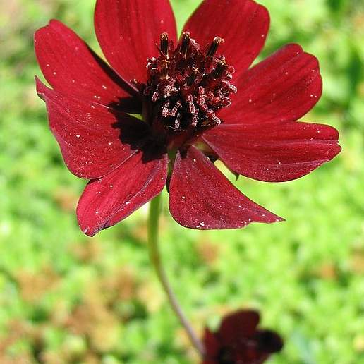 Chocolate Cosmos