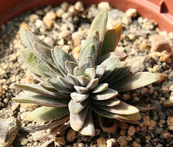 Redleaf Crassula