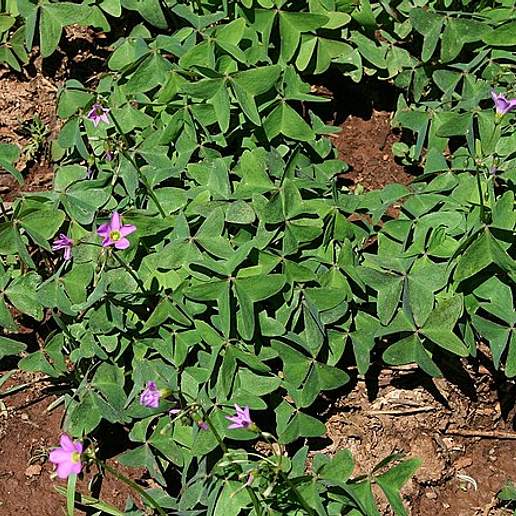 Broadleaf Wood Sorrel