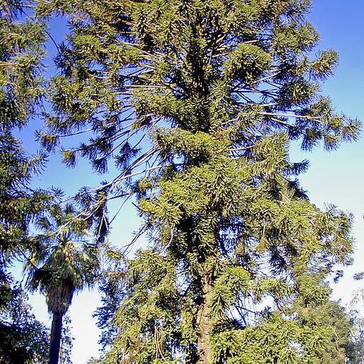 Bunya Pine