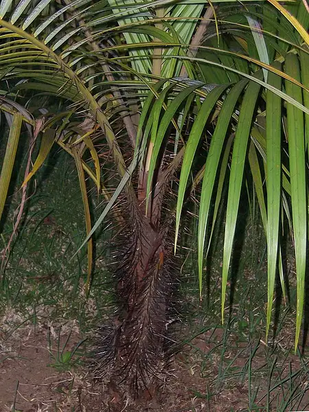 Mascarene Islands Cabbage Palm