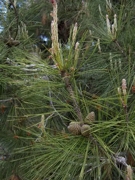 Afghan Pine