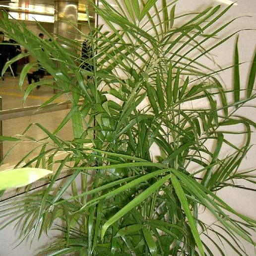 Seifriz's Chamaedorea