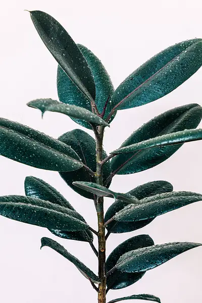 Rubberplant