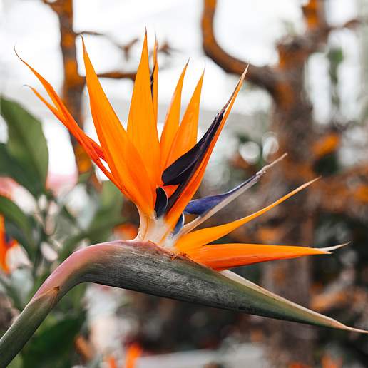 Rush Leaved Strelitzia