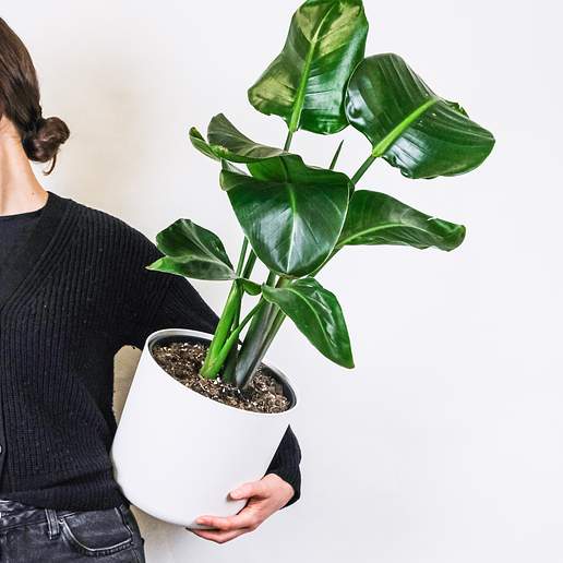 Giant Bird Of Paradise