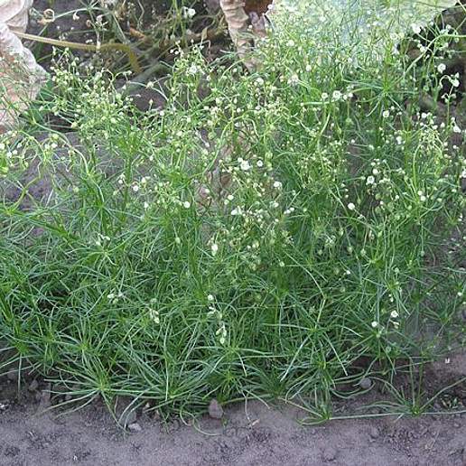Corn Spurrey