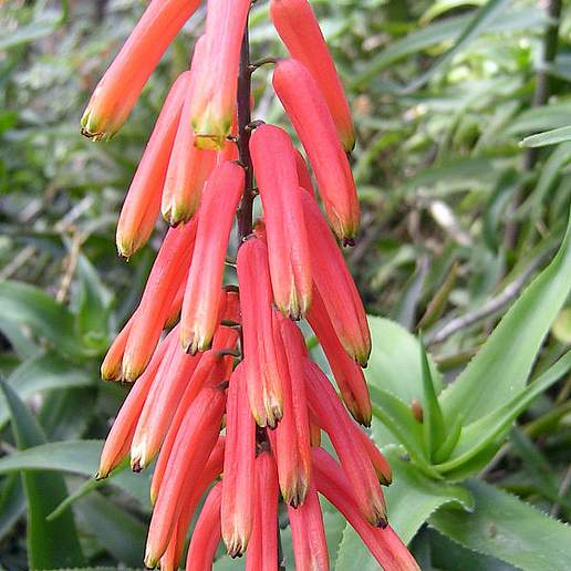 Common Climbing Aloe