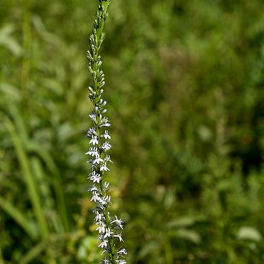 Pale Spiked Lobelia
