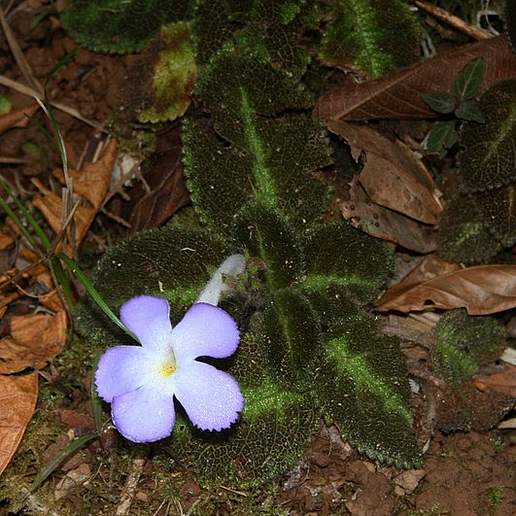 American Kanakaambaram