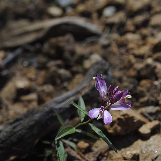California Milkwort