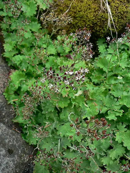 Stream Saxifrage