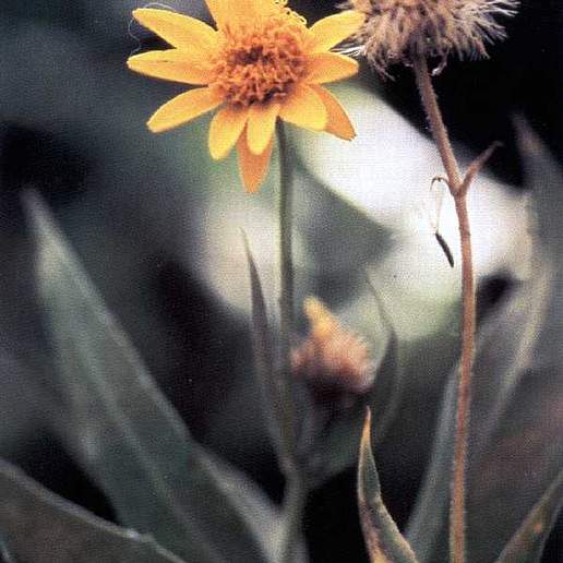 Soft Leaf Arnica