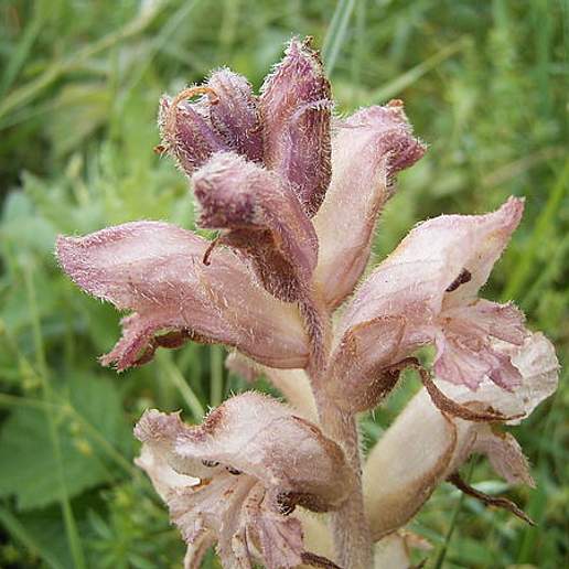 Clove Scented Broomrap