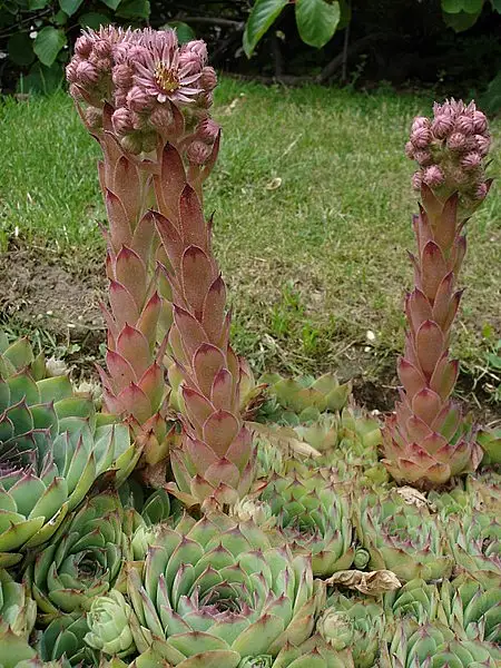 Soft Line Hens And Chicks