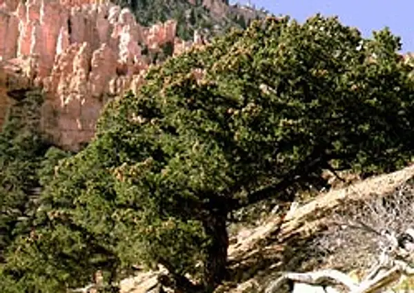 Pinyon Pine