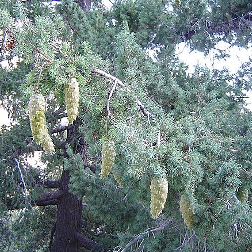 Big Cone Douglas Fir