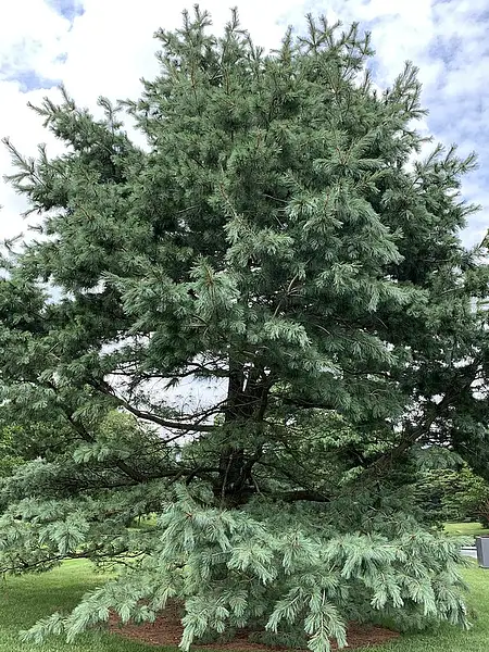 Mexican White Pine
