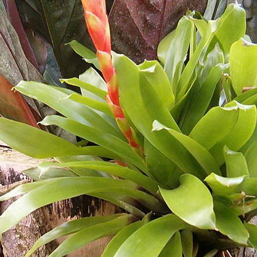 Vriesea Godzilla X Kiwi Blonde