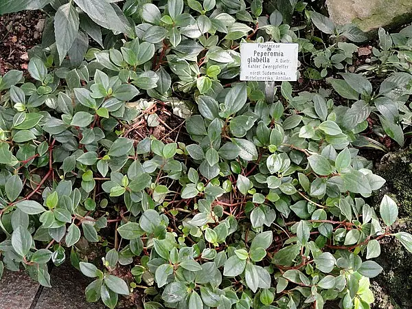 Wax Privet