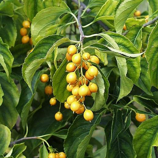 Oriental Bittersweet