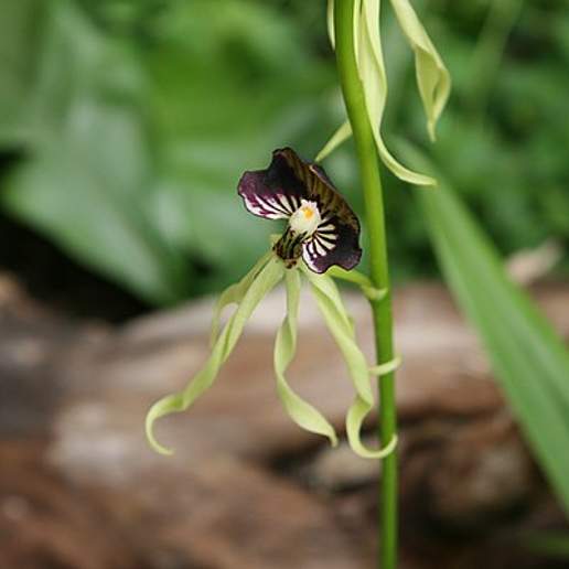 Black Orchid (Belize)