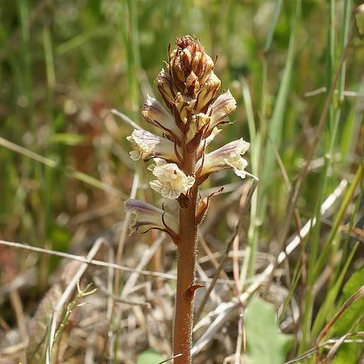 Bean Broomrape