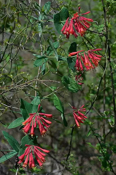Everblooming Honeysuckle