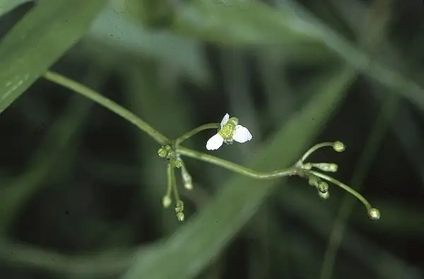 Waterplaintain