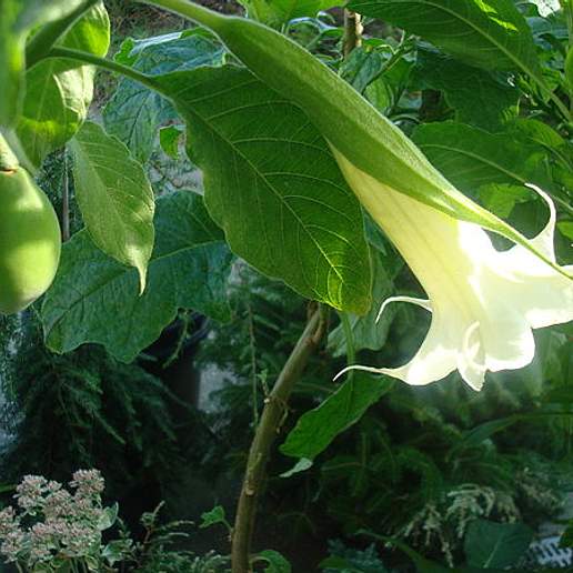Angel's Trumpet