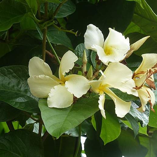 Frangipani Vine