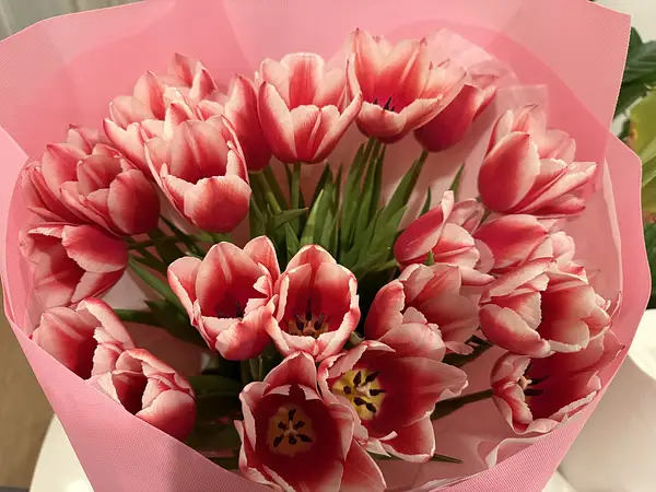 Garden Tulip