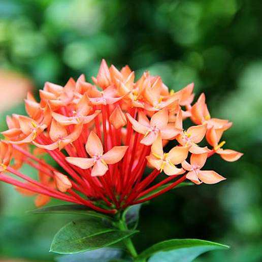 Chinese Ixora