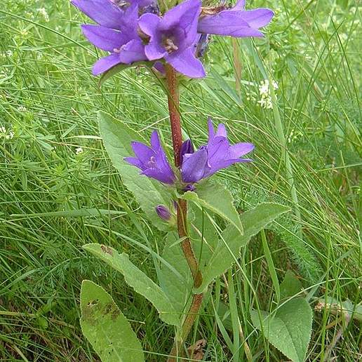 Clustered Bellflower