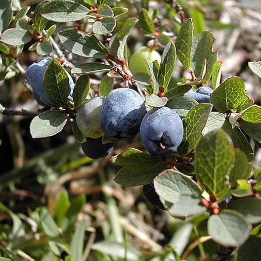 Western Huckleberry