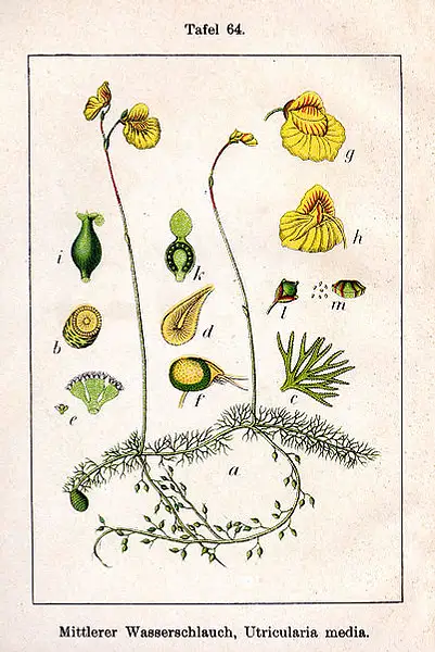 Flat Leaf Bladderwort