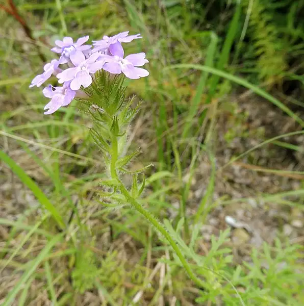 Dakota Vervain