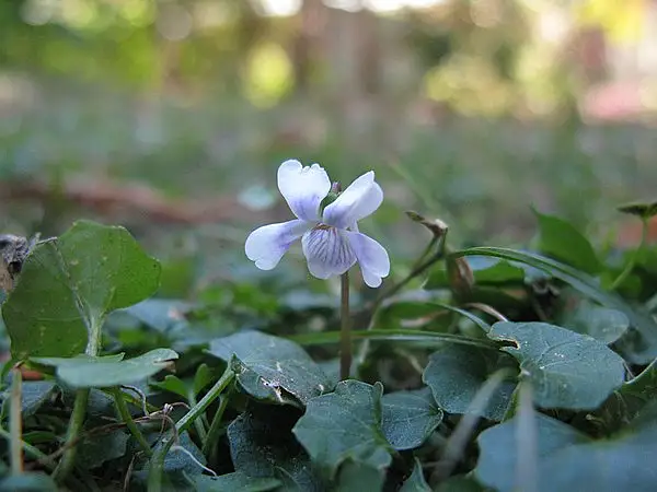Creeping Violet