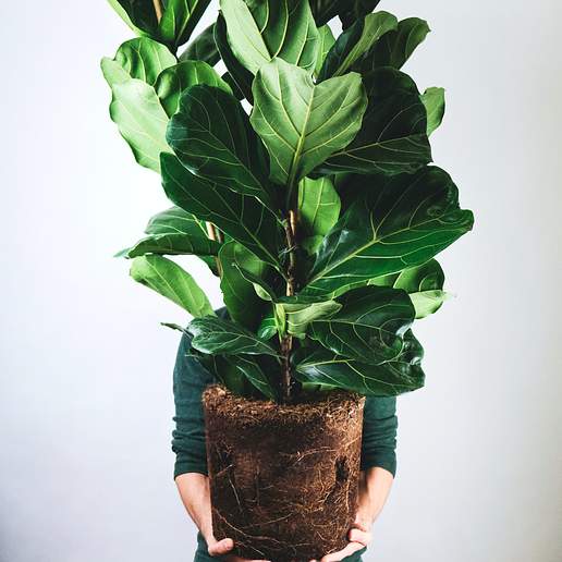 Fiddle Leaf Fig