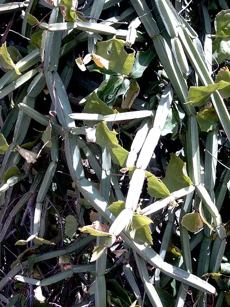 Winged Treebine