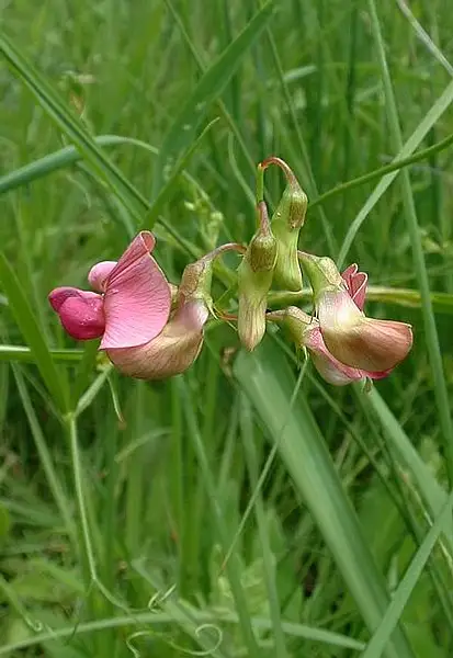 Narrow Leaf Everlasting Pea