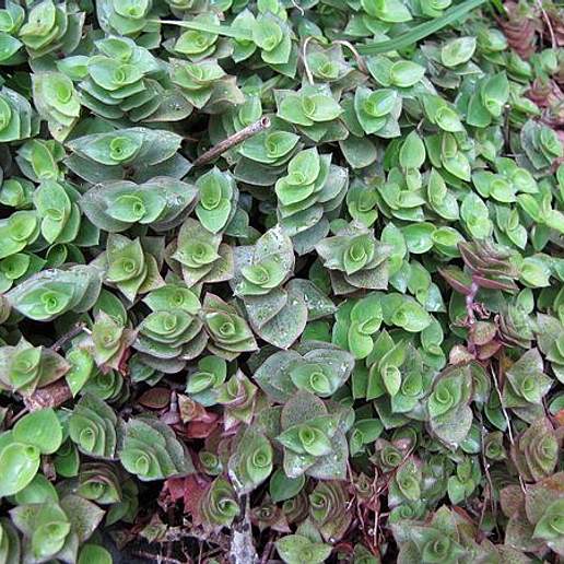 Creeping Inchplant