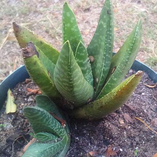 Bredasdorp Gasteria