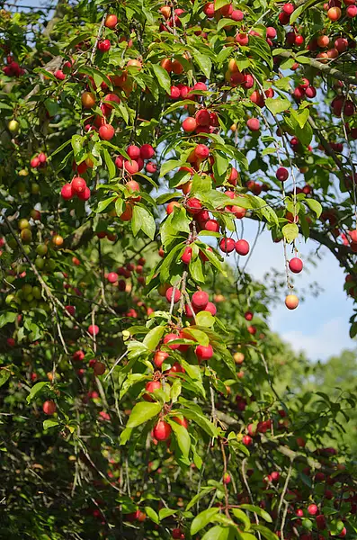 Cherry Plum, Myrobalan