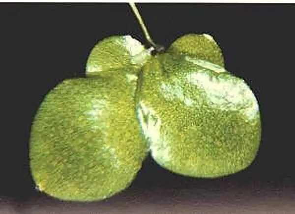 Inflated Duckweed