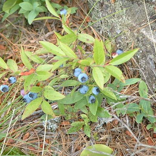 Early Lowbush Blueberry