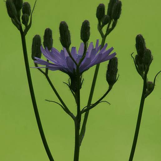 Common Blue Sow Thistle