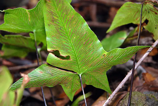 Harts Tongue Fern